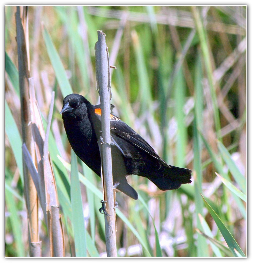 红肩黑鸟 red winged blackbird(图片摄于2013-5-19)